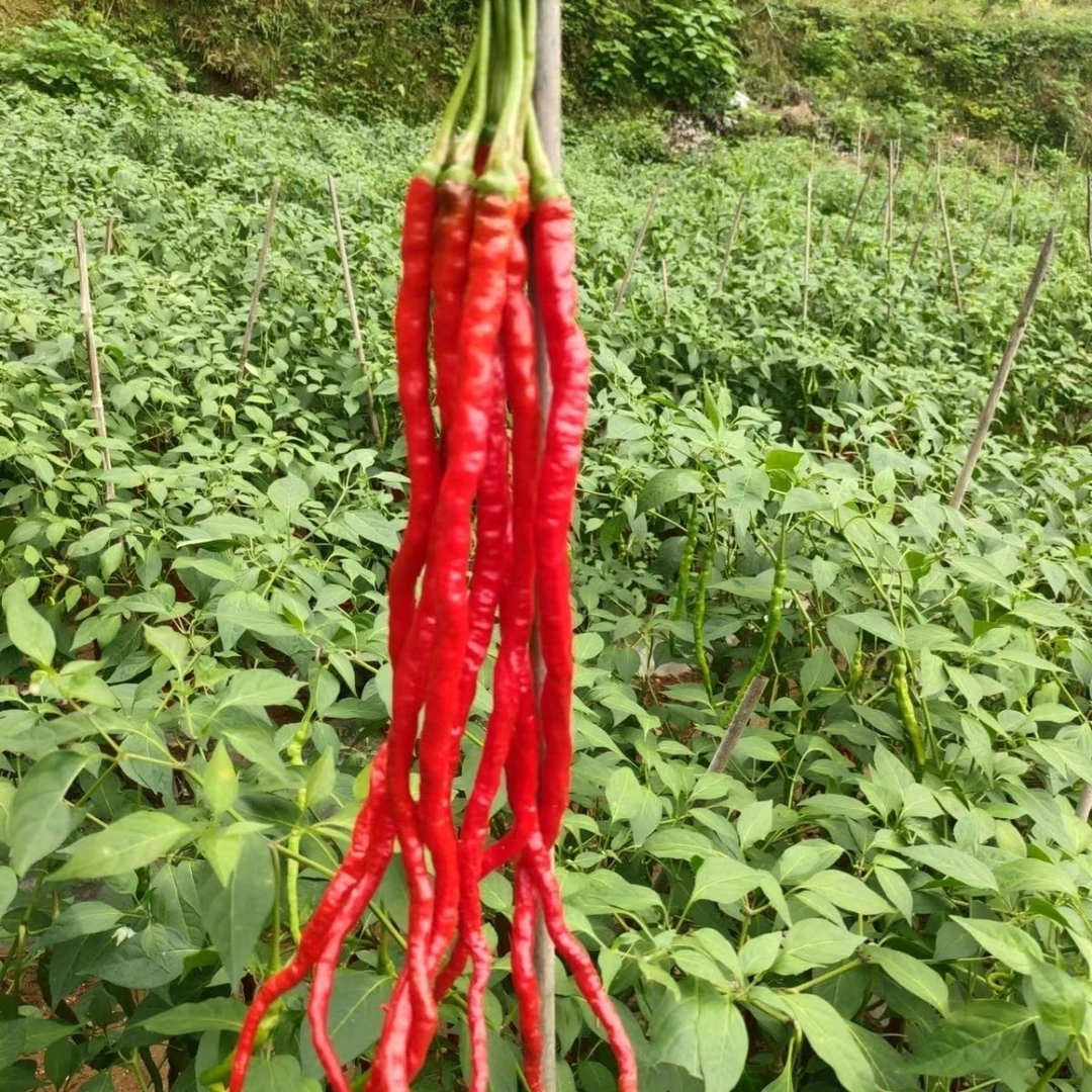 【8898线椒种子】四季种植特色辣椒种子