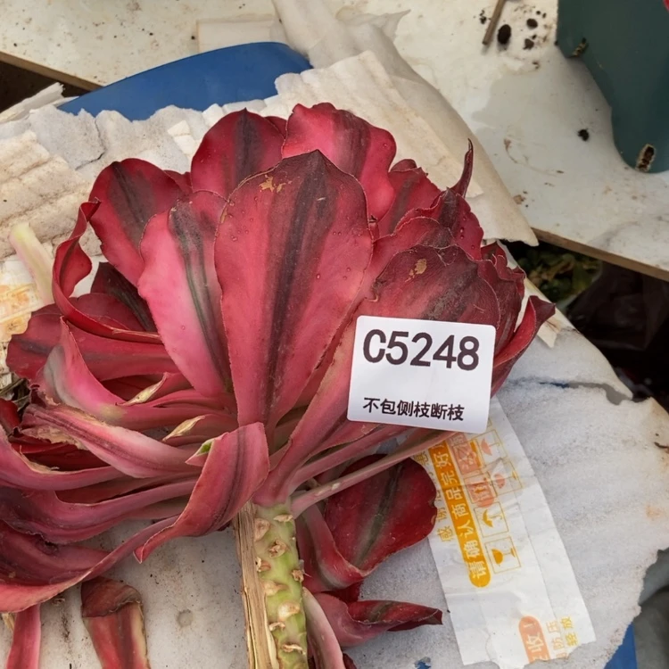 【闪购商品】爱****逗5248白衣多肉