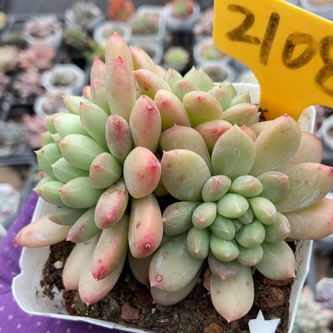 2108百搭翡翠多肉植物