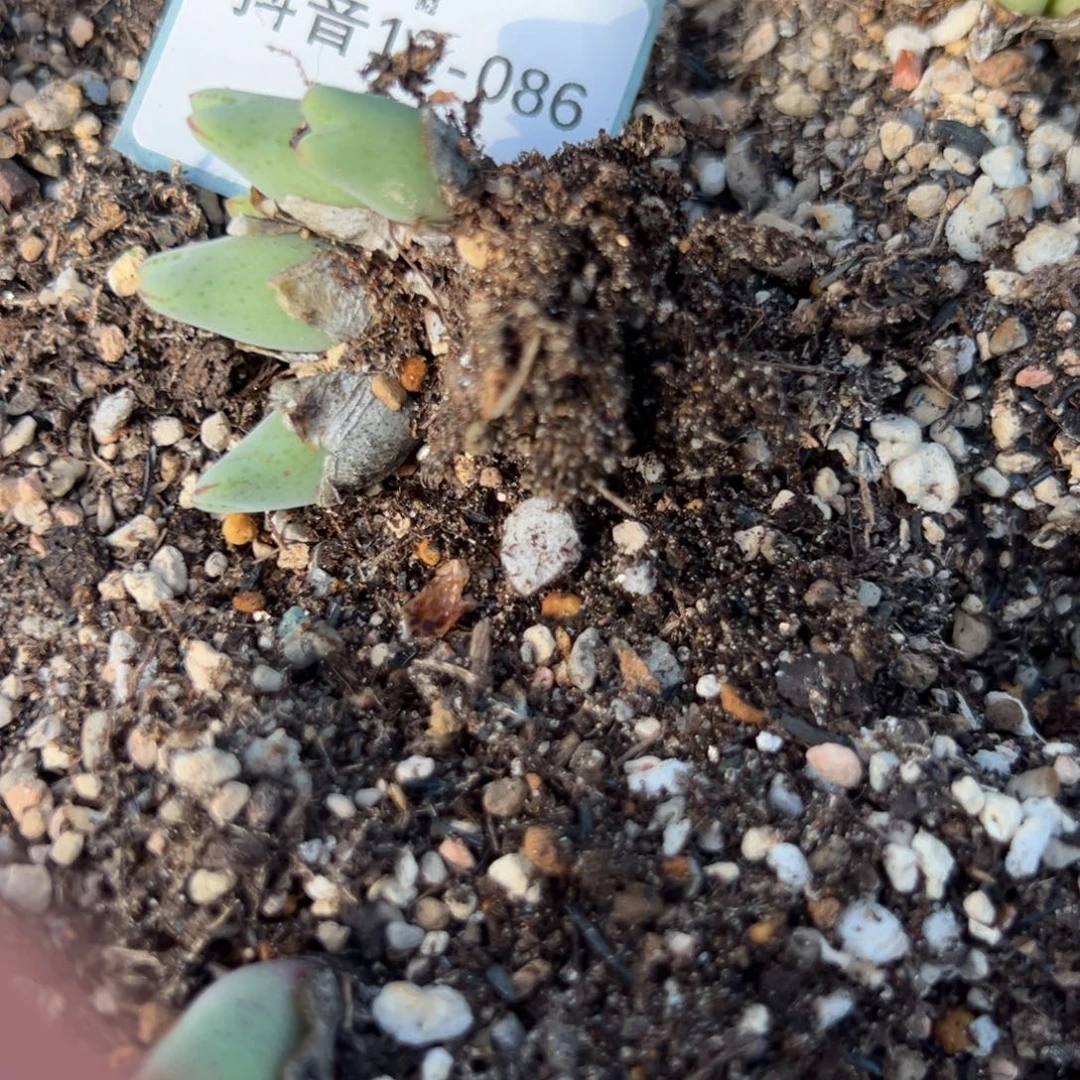 云***613-86肉锥多肉植物大战