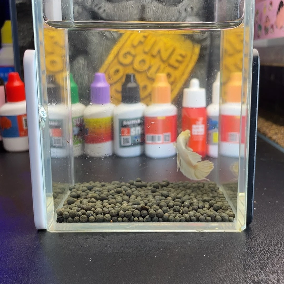 斗鱼65号1010早超白