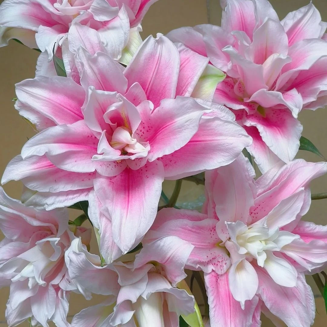 22周长香水秋百合伊莎贝拉进口种球带芽重瓣耐寒耐热庭院阳台绿植