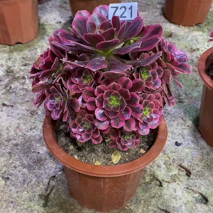路**间美杜莎多肉植物721