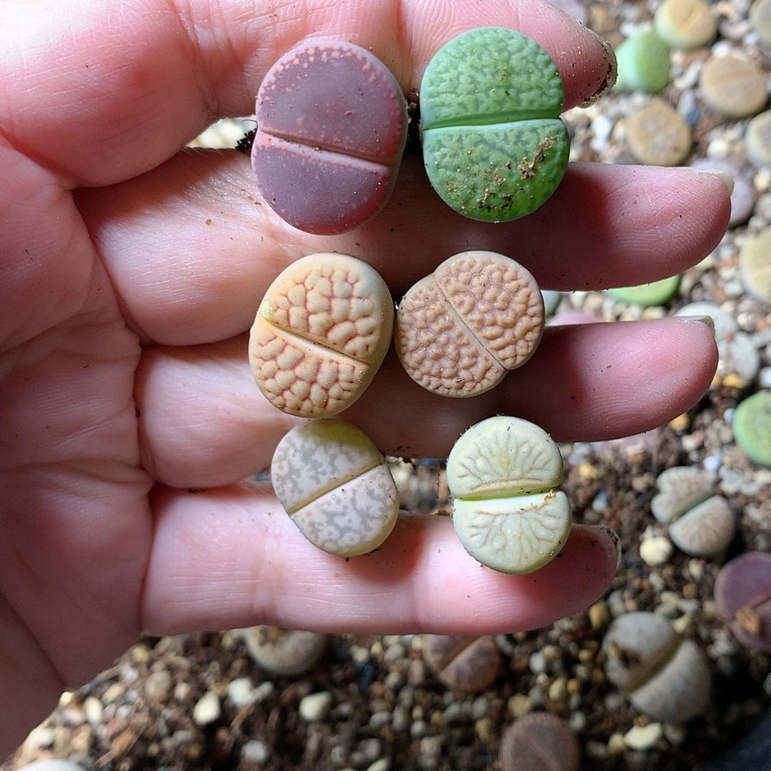 世****笑A299多肉植物保护