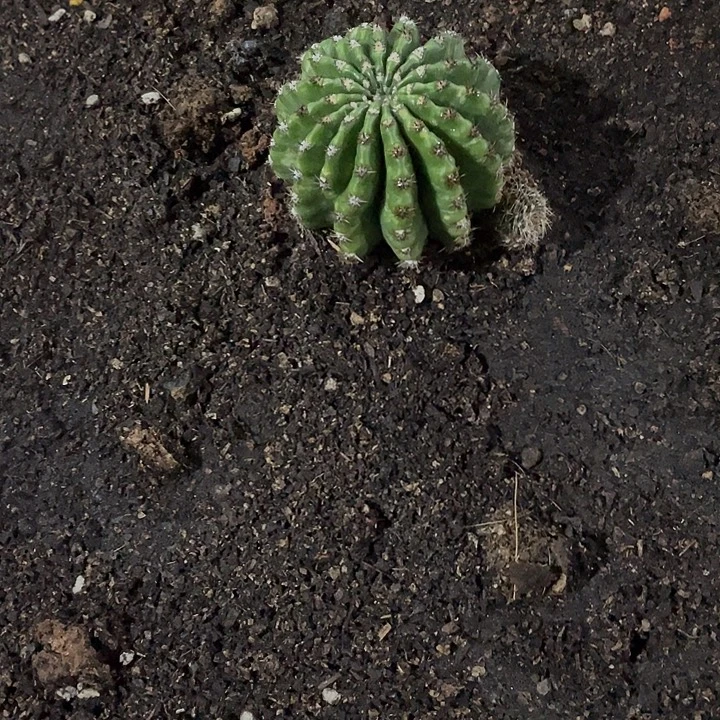 二***头嘟19号6公分以上带根福利