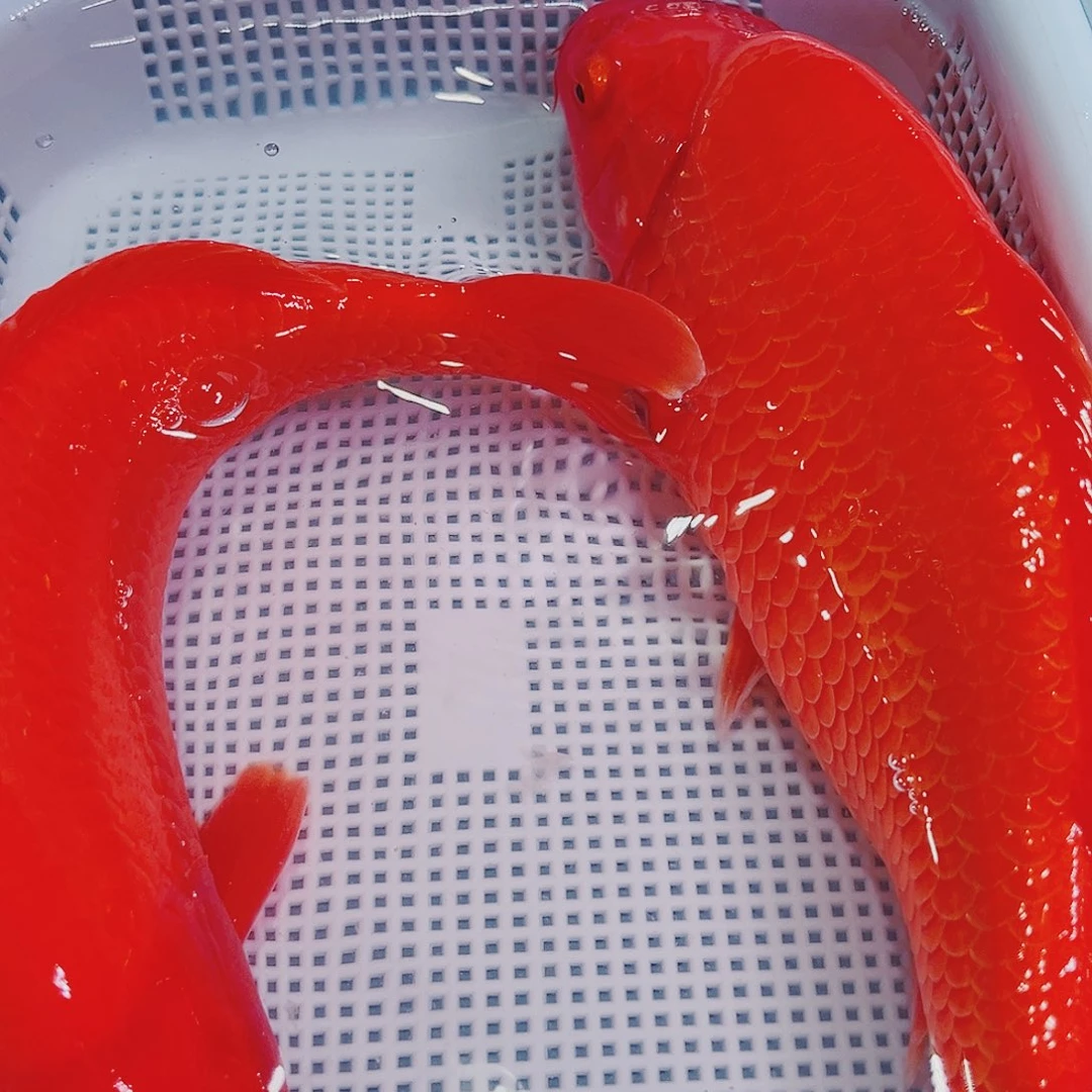 锦鲤锦鲤冷水鱼观赏