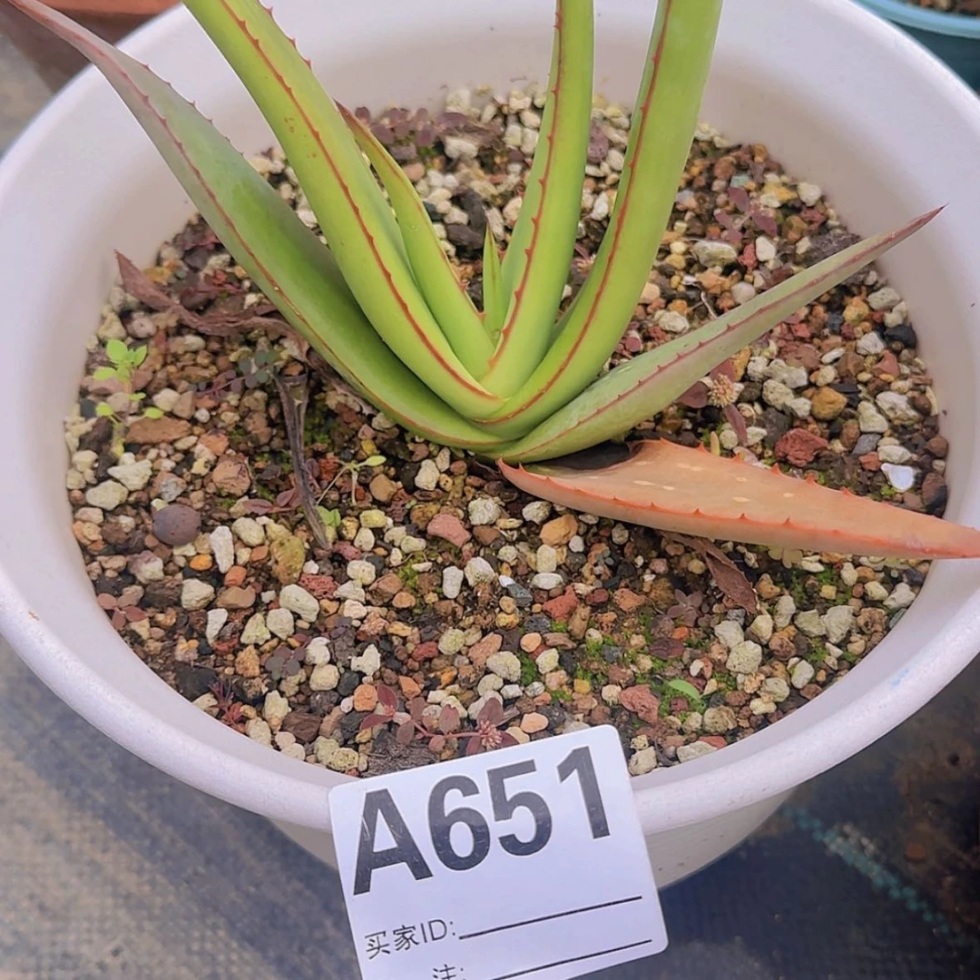 【闪购商品】你**想块根植物