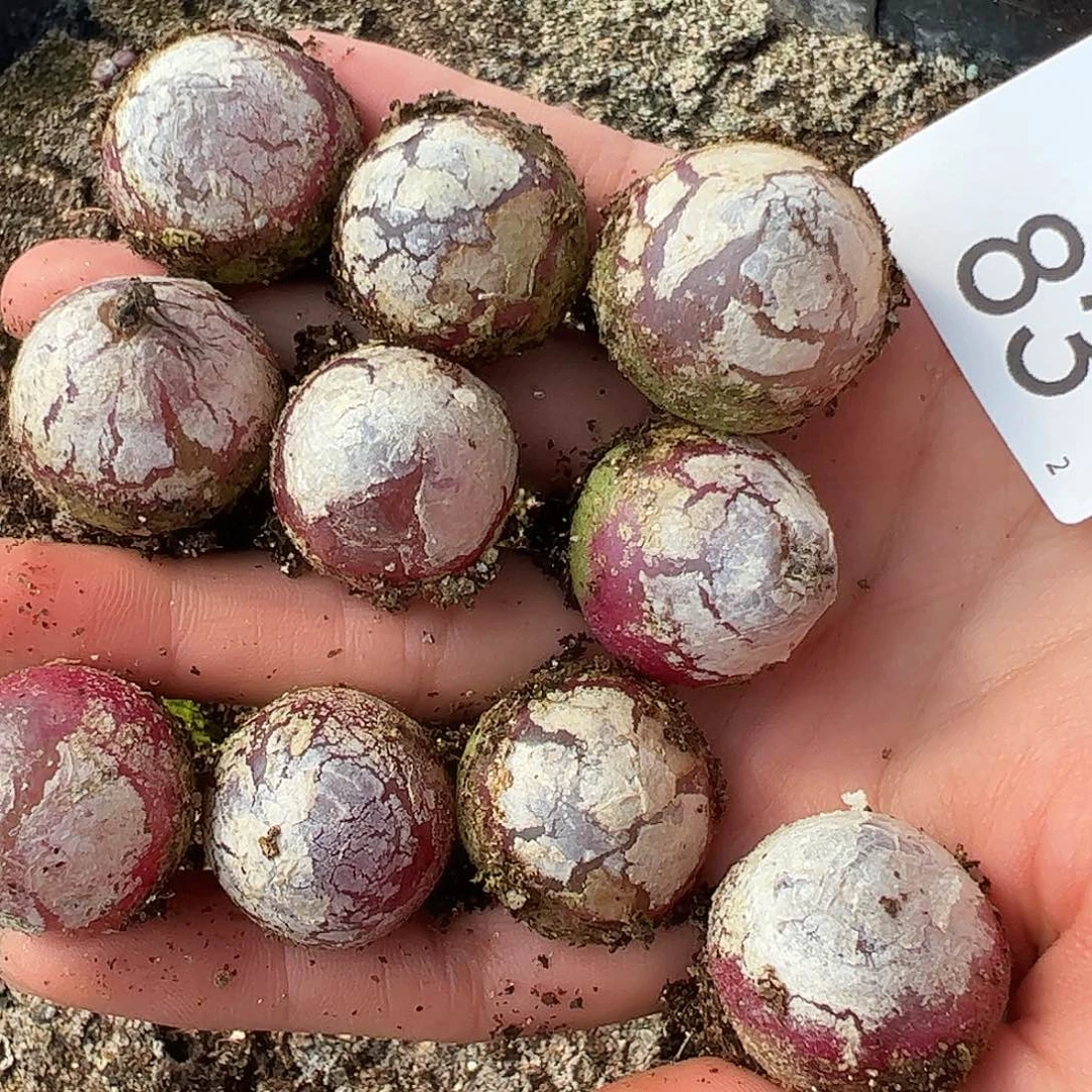 000083量拍以下1颗