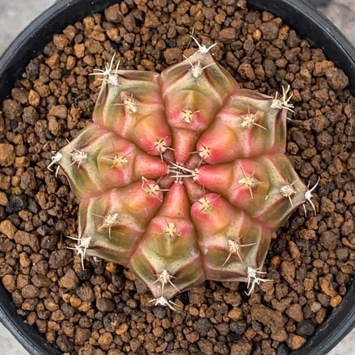 泰系轮回带盆土发05