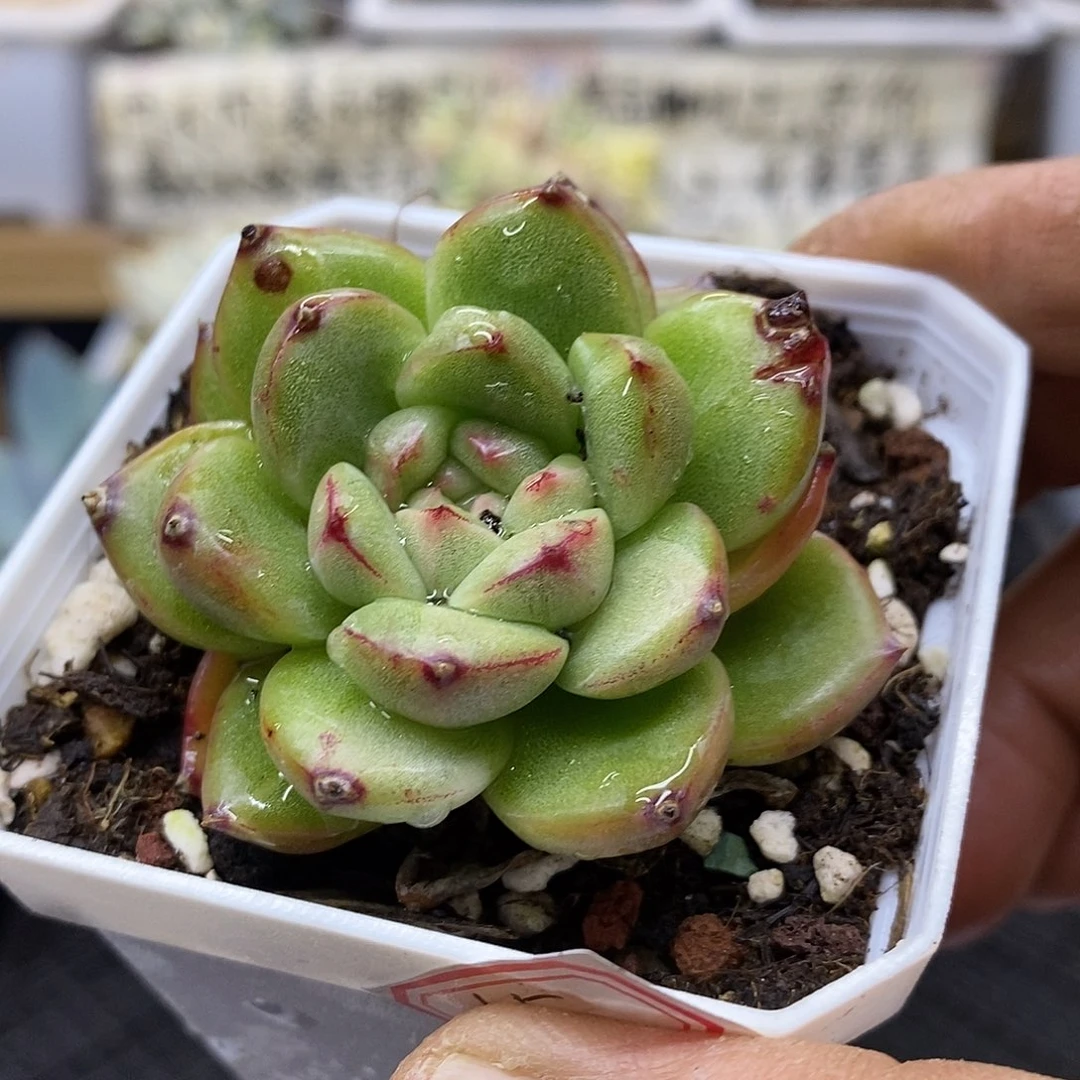 3165 不知名杂交