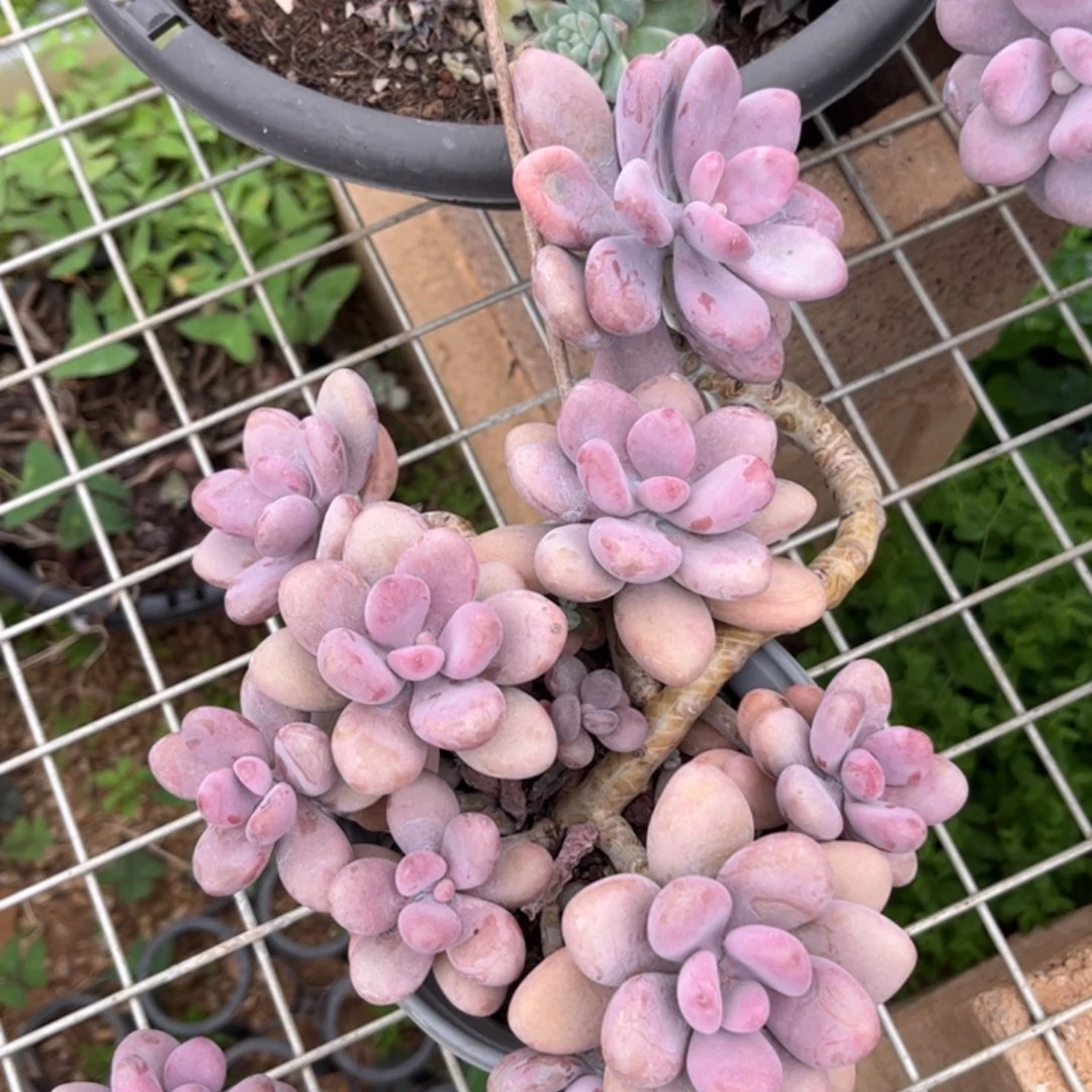 新疆西藏内蒙不包邮，桃蛋