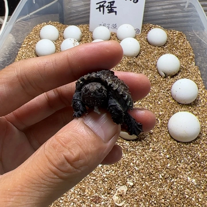 小****母绿毛龟野配野佛鳄龟苗子