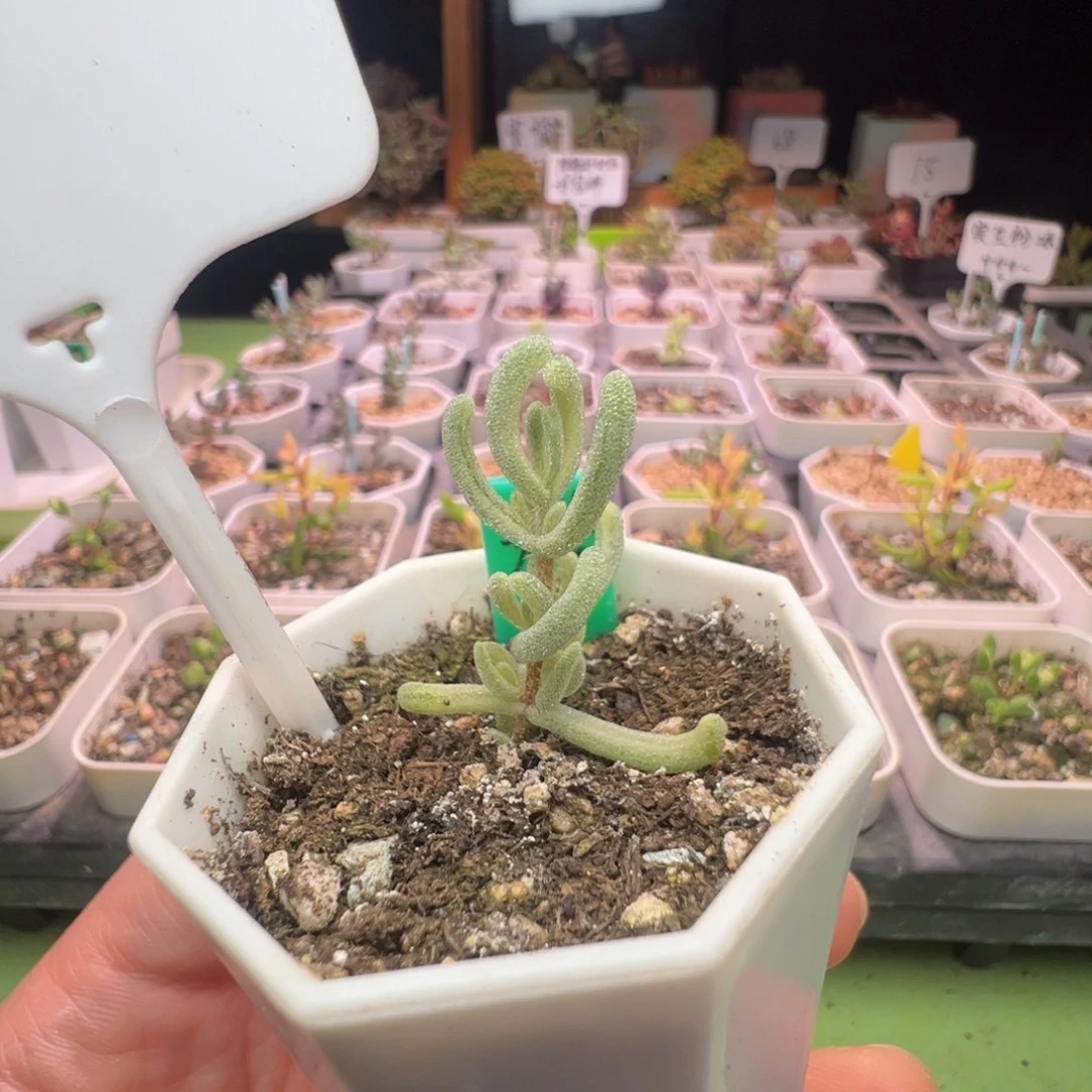 738橙叶锦，拍下不退不换