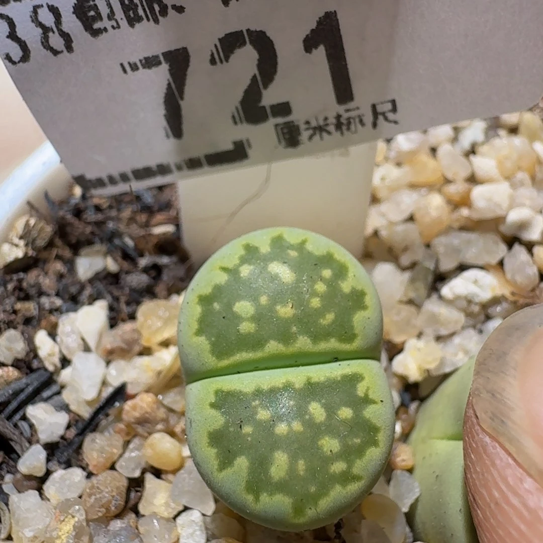 zzZz生石花肉锥721