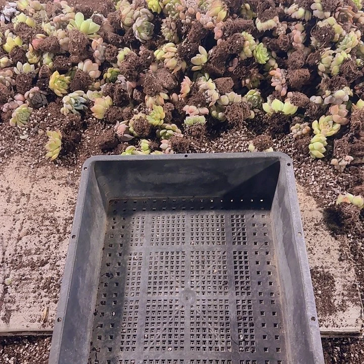 整筐保底50颗以上