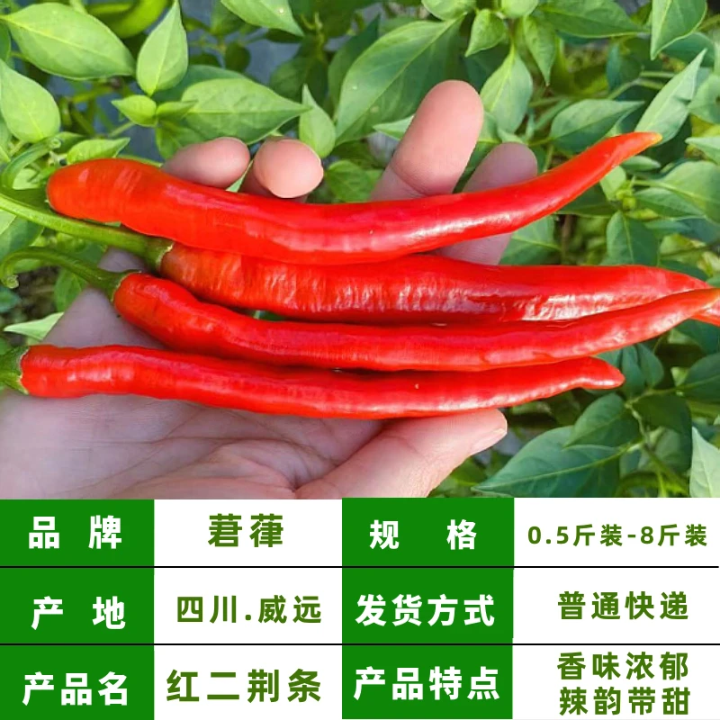 【莙葎红二荆条 普通快递】新鲜农家自种红辣椒红线椒红海椒辣椒酱
