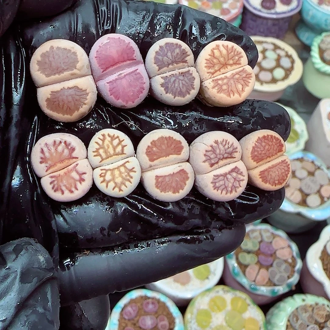 生石花满18包邮1226-30