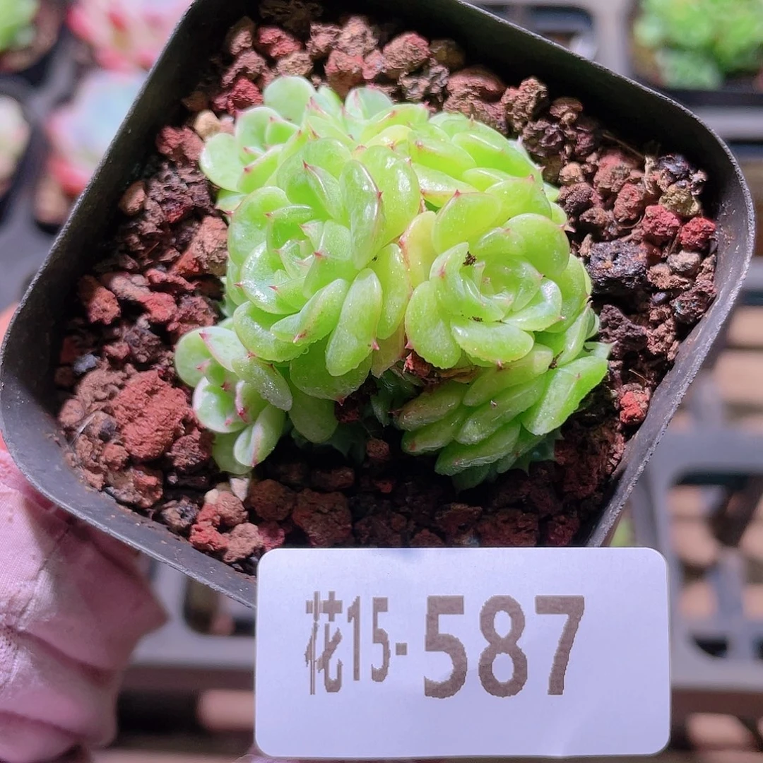 花利美15-587海王