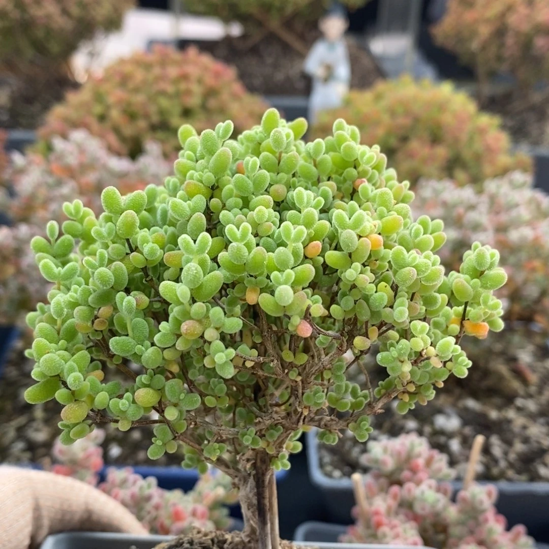 噢蜜橘糖球4397枝干番杏