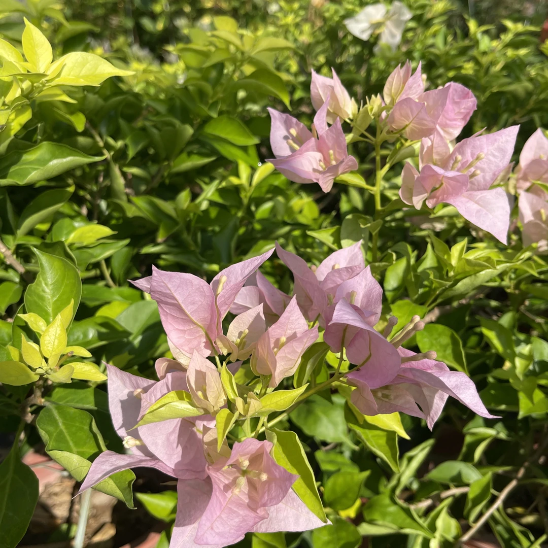 【份天使】三角梅原生盆苗，默认运输途中掉花掉叶，小断枝介意慎拍