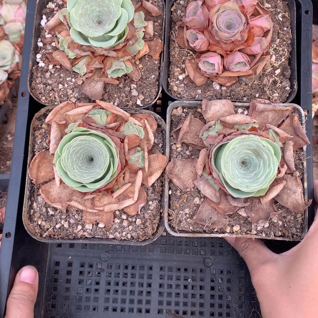 2819会掉侧芽不售后