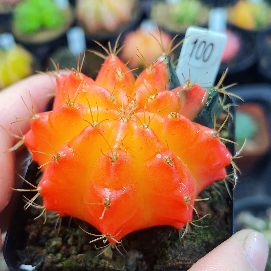 非偏远地区满25包邮仙人球裸根