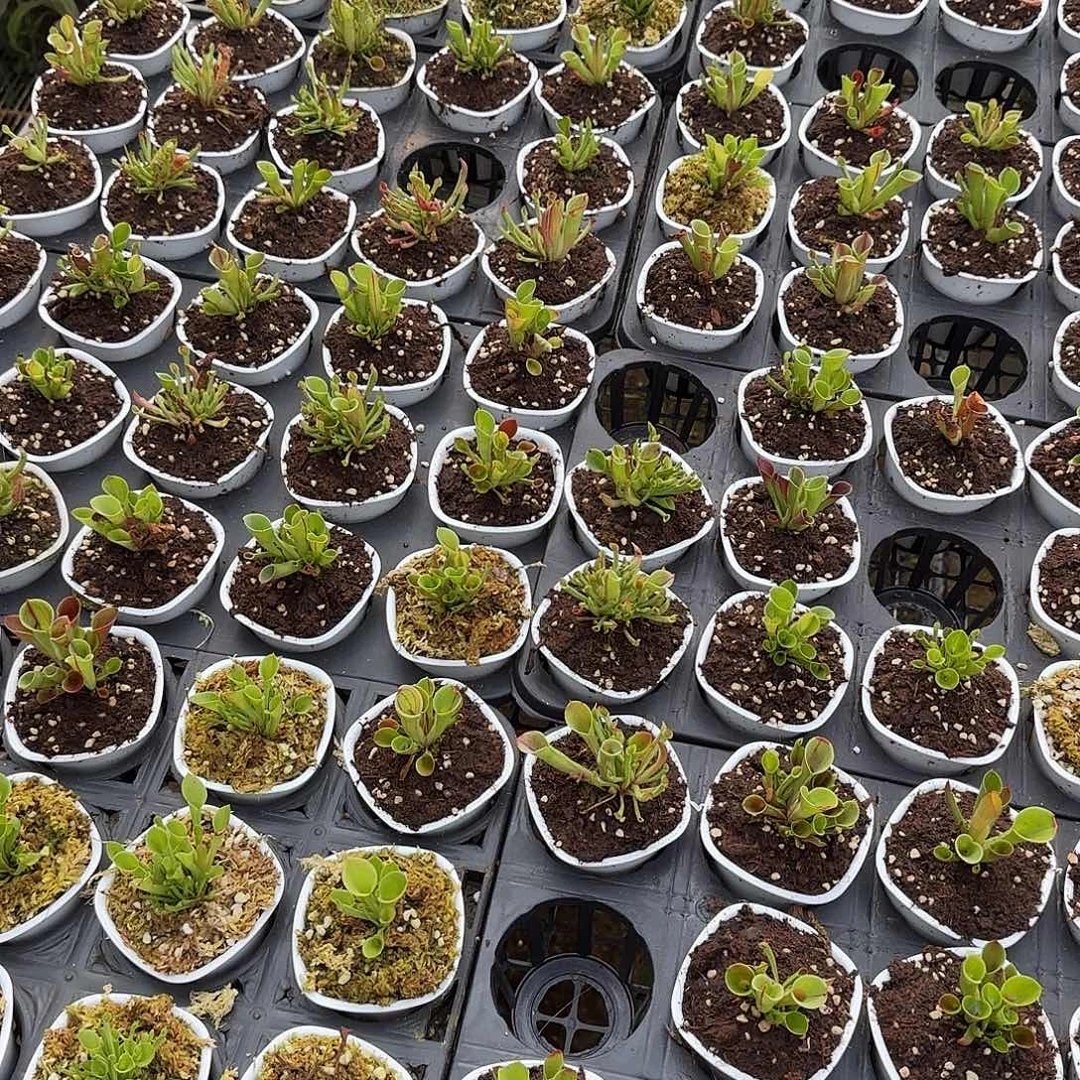 铃***芙无花朵专拍存米链接