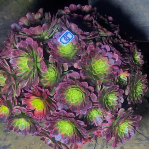 朝霞朵朵多肉植物65多肉