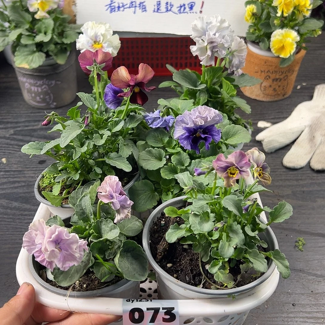 大部分花苞少量开放073号