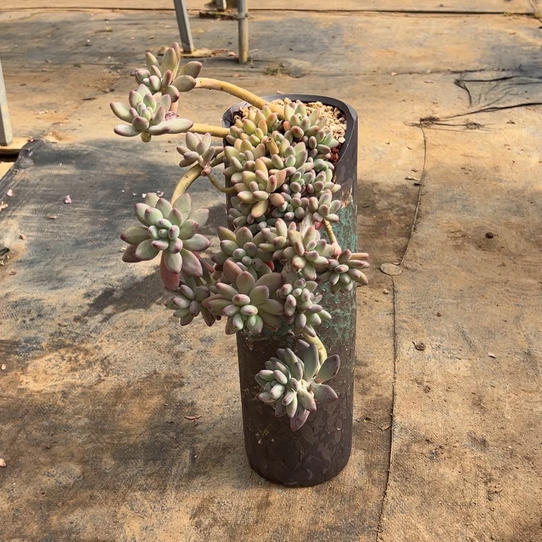 精品苹果奶悬崖 裸根