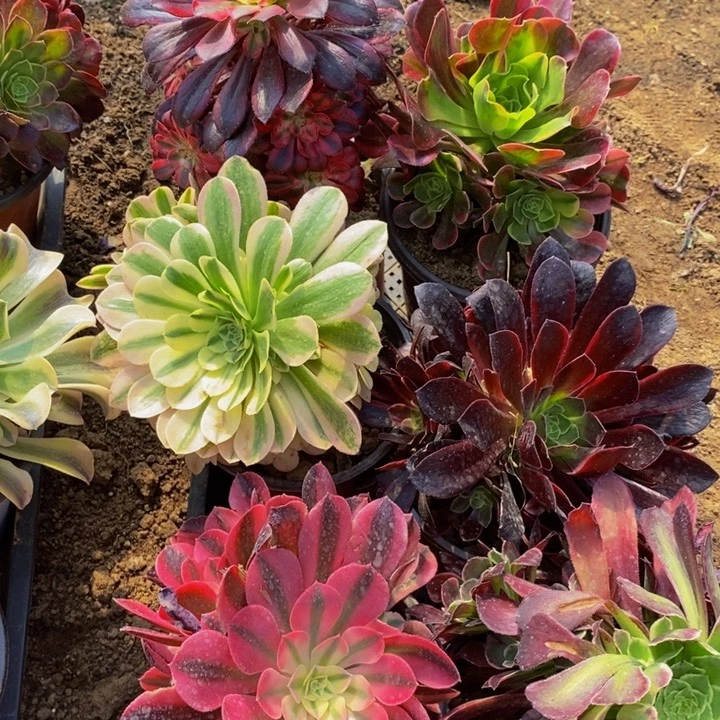 25120号6颗法师组合