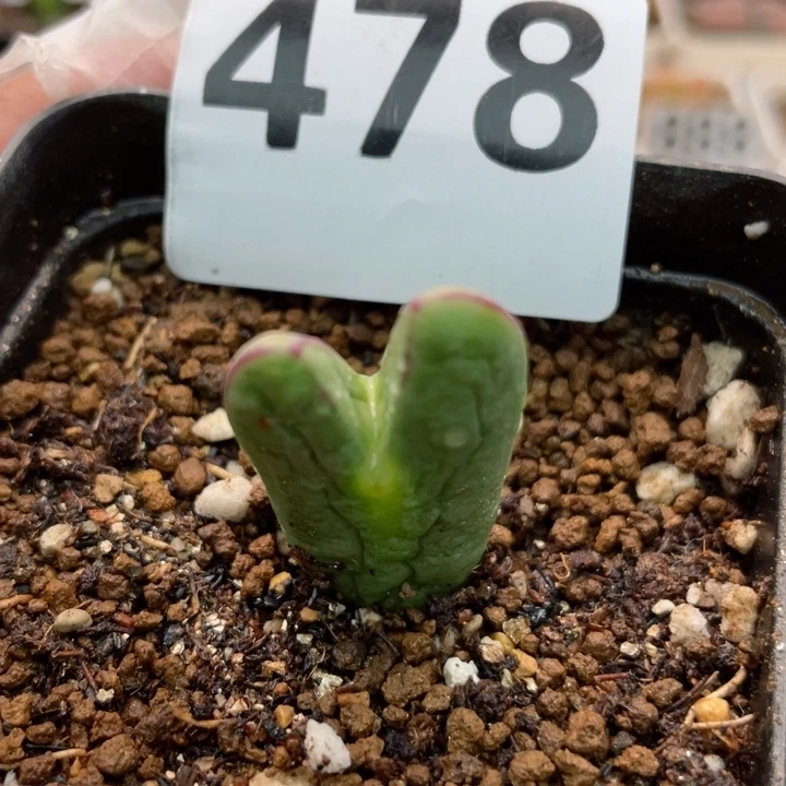 478皮卡丘少将l l l l