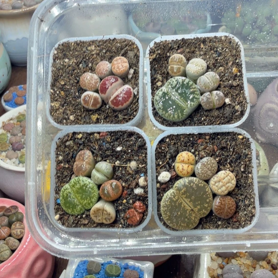 悦***丶多肉植物的生长发育735