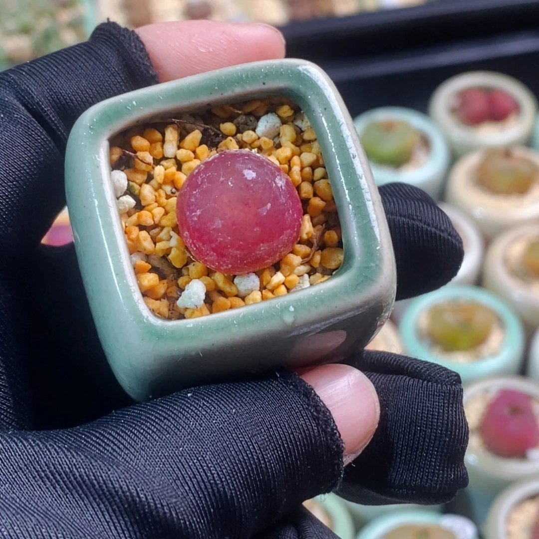 2428-一物一拍 带盆