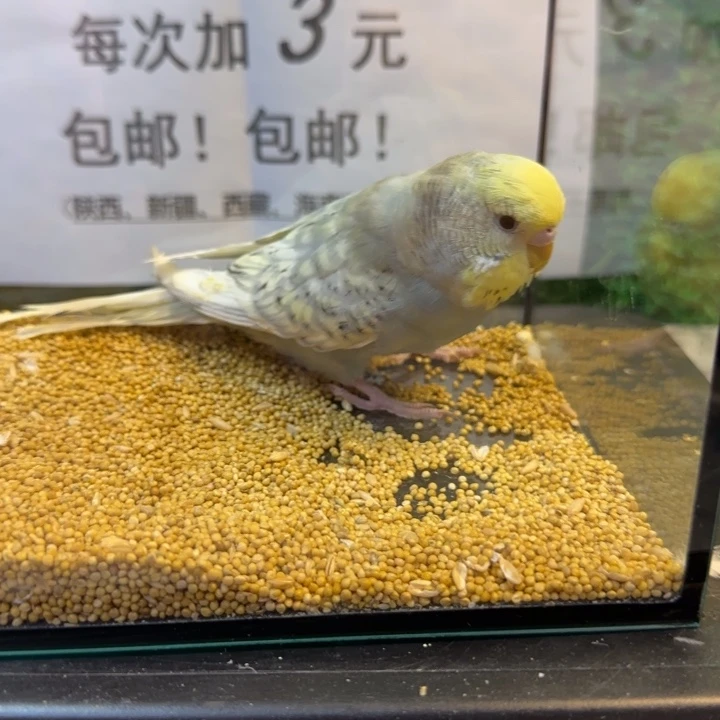 虎皮鹦鹉大头虎皮鹦鹉