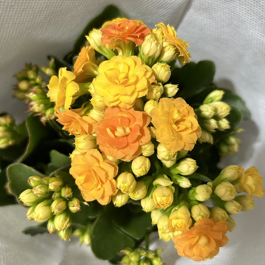 『余晖』110盆长寿花室内花卉带花苞植物