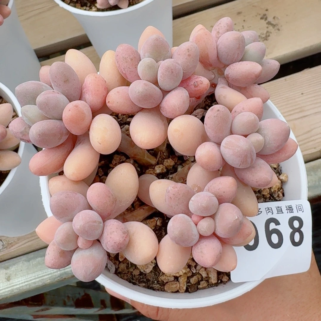 粉色恋人群生整装            精美多肉植物
