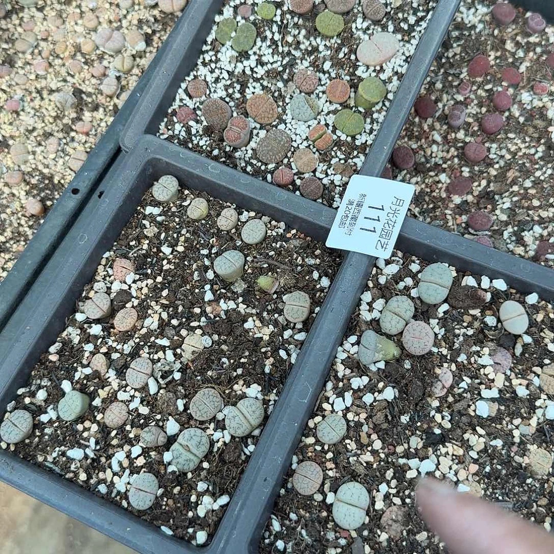不能给她打吗怎么回111