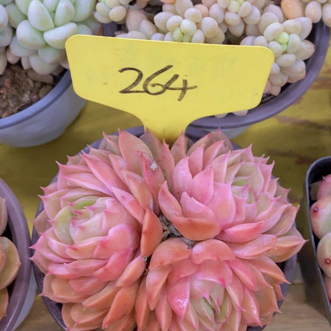 开心多肉，一物一拍，看准下单，