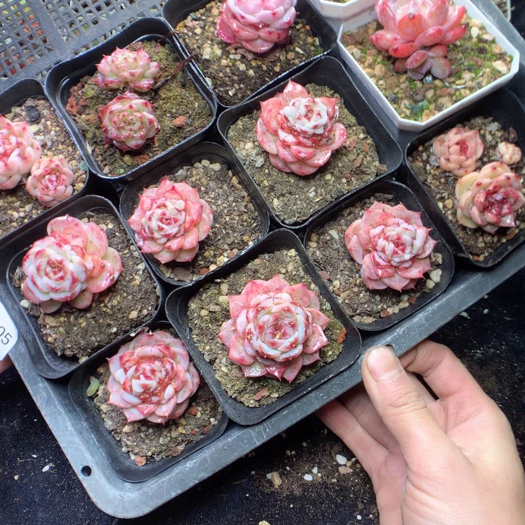 无花朵P105yyyyyyyyy