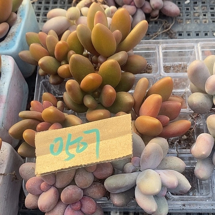 默***默无花朵0507号一物一拍芒果