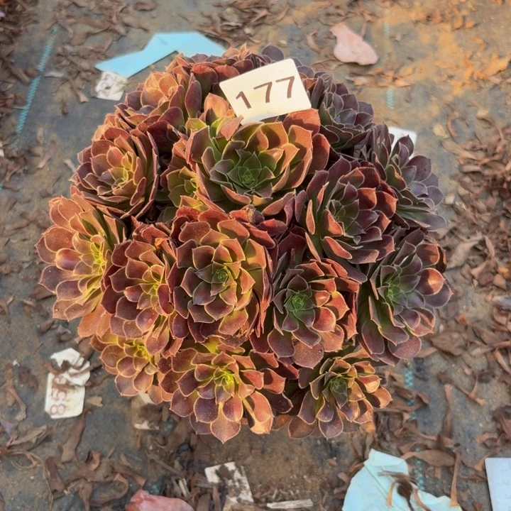 荷兰玫瑰多肉植物不包损177