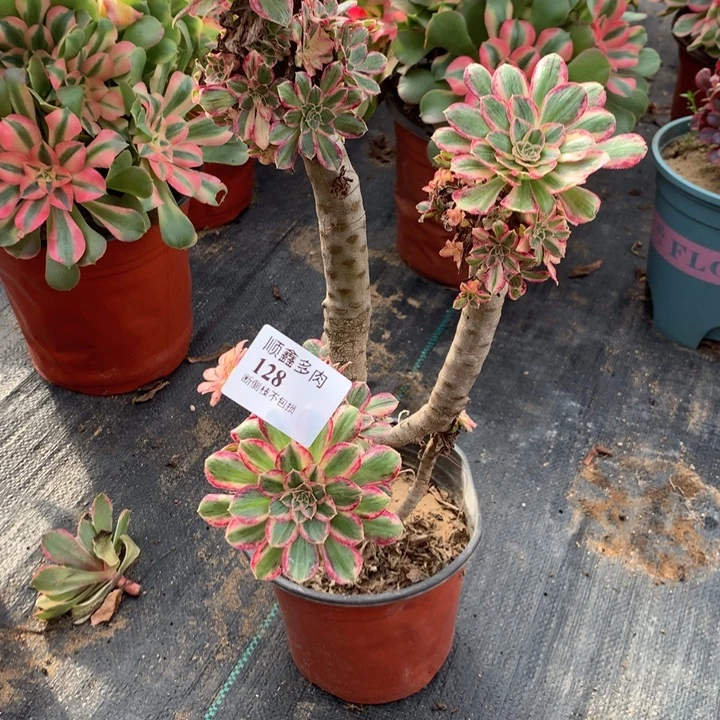 128微锦多肉植物特价