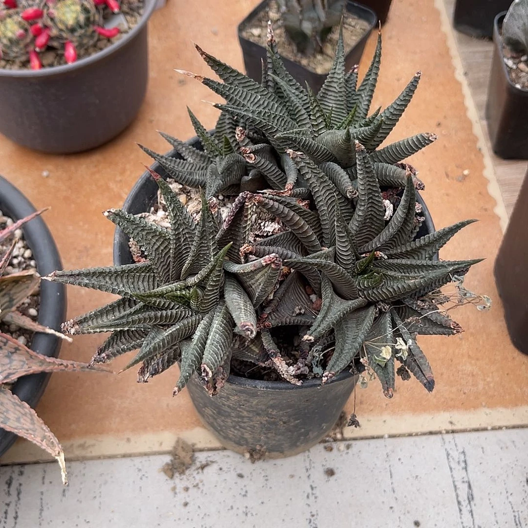 琉璃殿大群一物一拍