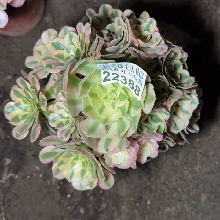 22388女巫多肉植物