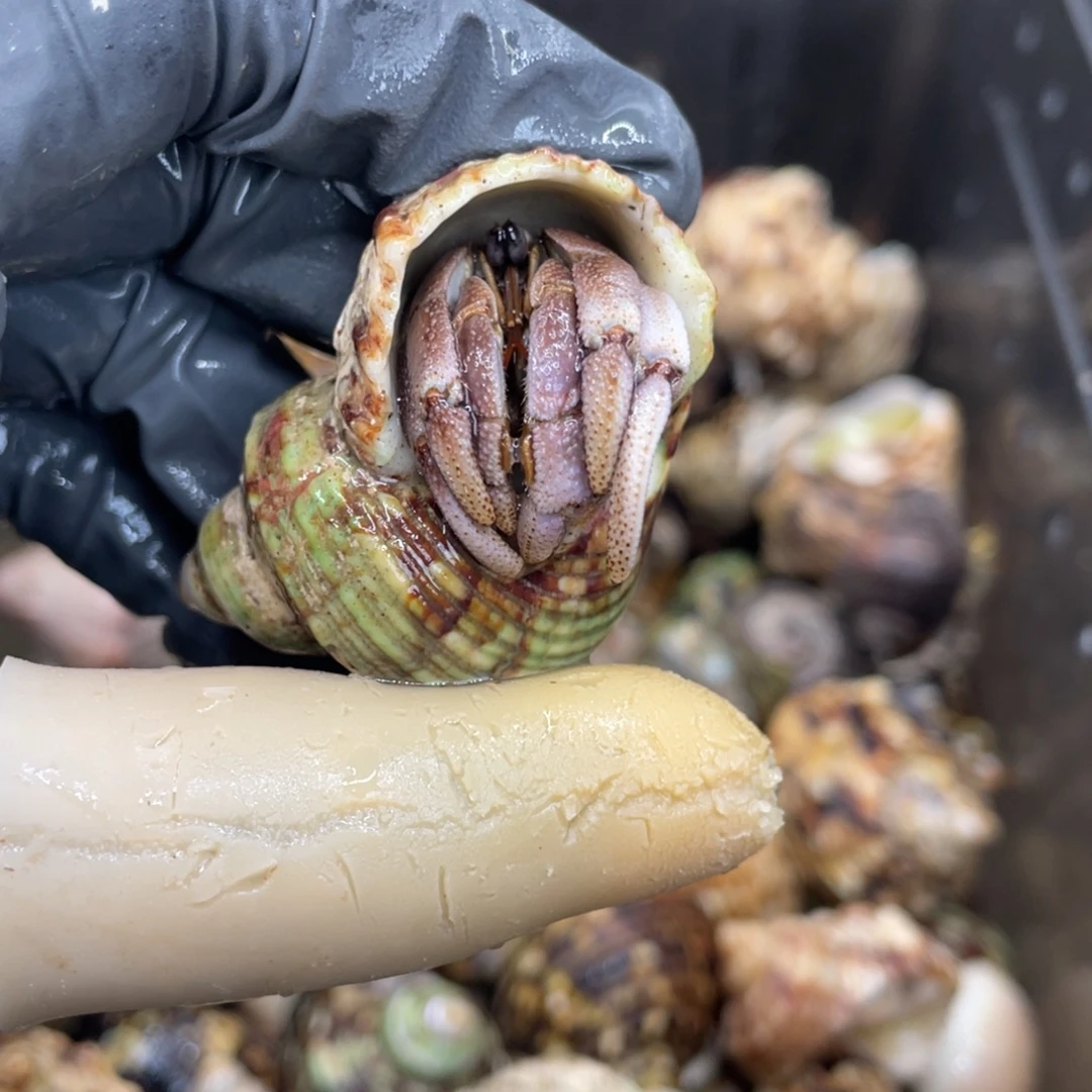 不退不换活体宠物167