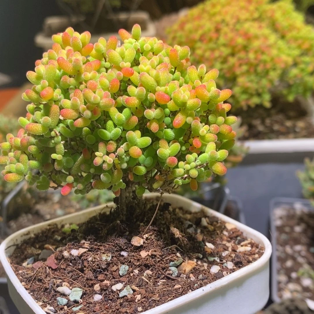 金桔枝干番杏562