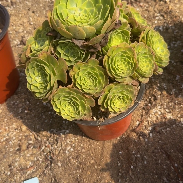 411雨荷。多肉植物