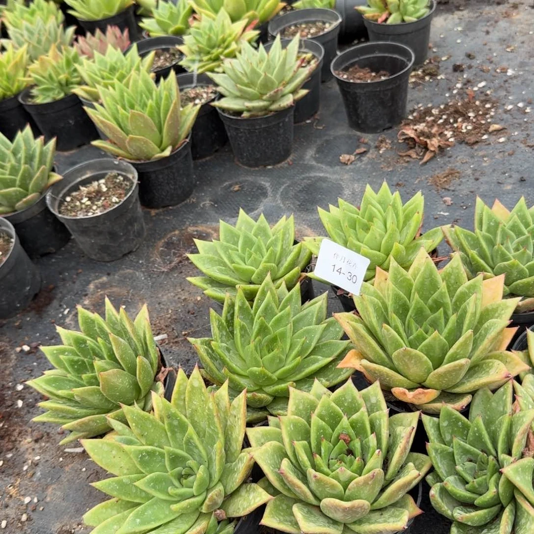 14-30左七东云十棵脱土发货量拍