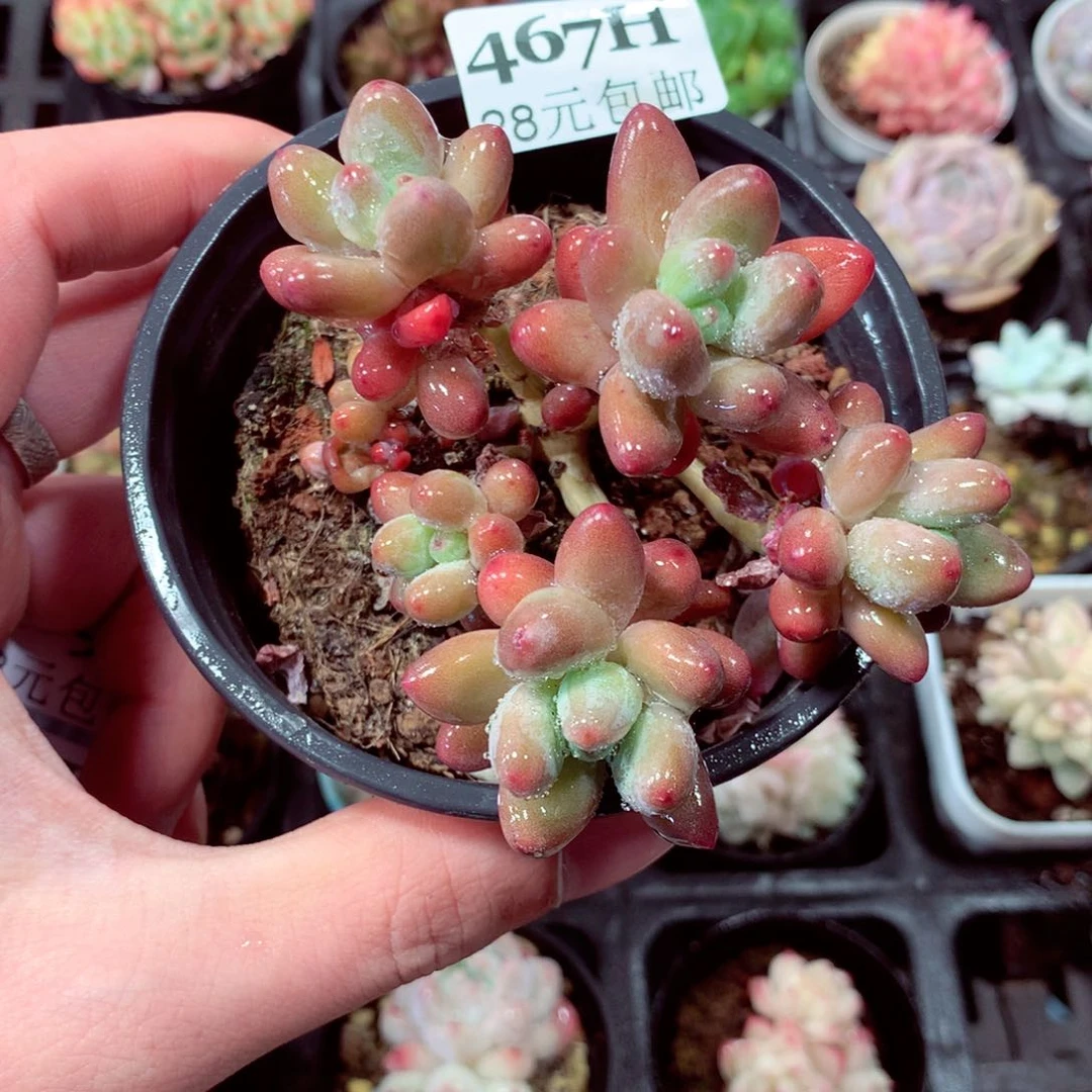 5厘米盆精控多肉467